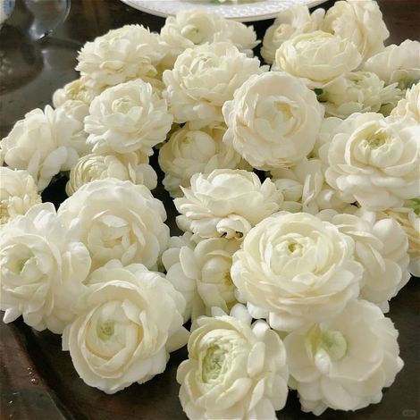 Graines de Jasmin 200, Plantes Faciles à Cultiver, Non OGM, Jasminum, Idéal pour Balcon et Pots (1/5)