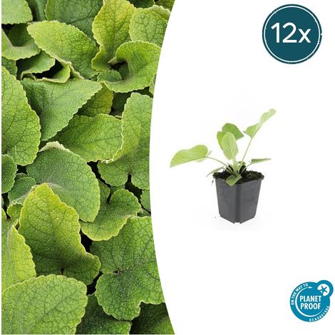 Lot de 12 Phlomis russeliana Sauge de Jérusalem Vivace Fleurs Jaunes H10-25 cm Pot Ø9 cm - PANGIVO (1/5)