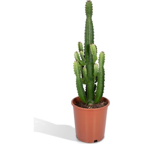 Euphorbia Acruensis Cactus Plante d’Intérieur Facile d’Entretien Pot 24 cm Hauteur 60 cm - PANGIVO (1/5)