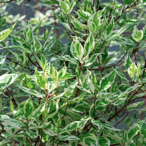 Cornouiller blanc elegantissima - Cornus alba elegantissima 80 cm Pot 3L