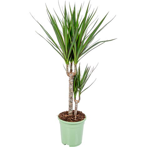 Bloomique - Dragonier - Dracaena 'Marginata' chaque - Plante d'intérieur - Hauteur 65-75 cm - Pot 17 cm (1/2)