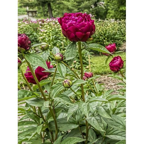 Pivoine de Chine 'Adolphe Rousseau' Pot de 3L/4L