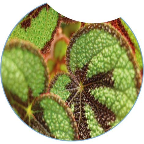 Gardenaria Begonia masoniana - Pianta da interno ornamentale - Altezza: 30 cm (vaso 12) (1/5)