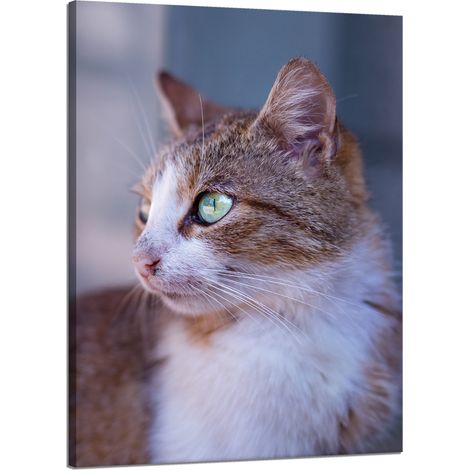 Lienzo impreso con la imagen de un gato pelirrojo (50x70 cm).
