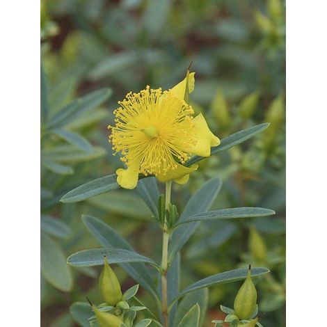 Millepertuis de Kalmian 'Blue Velvet' Pot de 2L/3L (1/4)