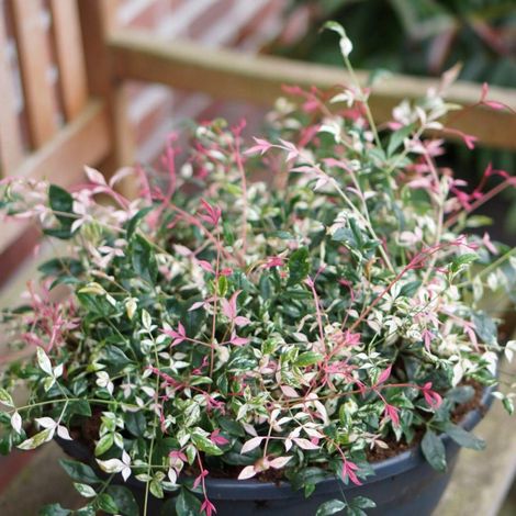 Bambou sacré SENSATION® 'Twilight', Nandina/Pot de 7,5L - 40/60 cm (1/3)