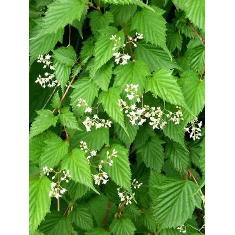 Stephanandra tanakae Pot de 3L/4L (1/2)