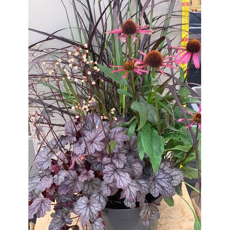 TRIS COMPOSIZIONE DI PIANTE PERENNI IN VASO 26CM HEUCHERA PENNISETO ECHINACEA