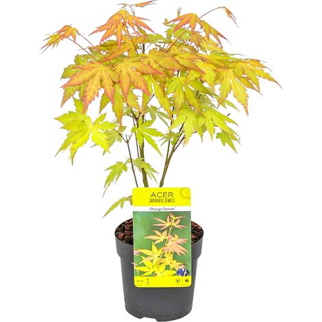 Acer palmatum 'Orange Dream' – Érable du Japon rustique – Feuillage orange – Hauteur 25-30 cm – Pot de 10,5 cm – Pour mi-ombre