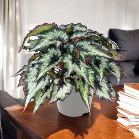 Gardenaria Begonia rex 'Green Valley' - Pianta da interno ornamentale - Altezza: 25 cm (vaso 13) (1/5)