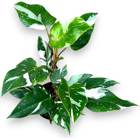 Gardenaria Philodendron white Princess - Pianta da interno ornamentale - Altezza: 30 cm (vaso 12) (1/5)