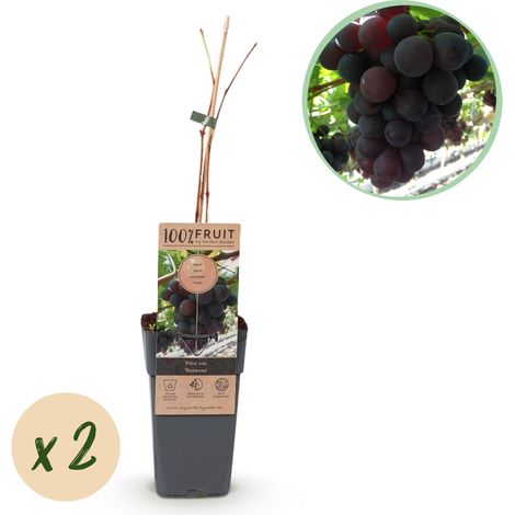 Vigne Vitis vinifera Vanessa Raisin Bleu Lot de 2 Plantes Fruitières Pot 15cm Hauteur 50cm - PANGIVO (1/4)