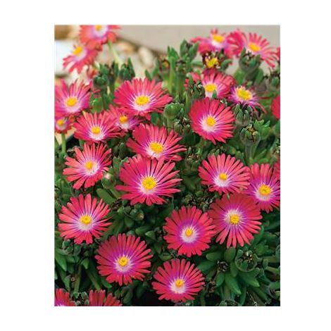 DELOSPERMA JEWEL OF DESERT - 3 GODETS