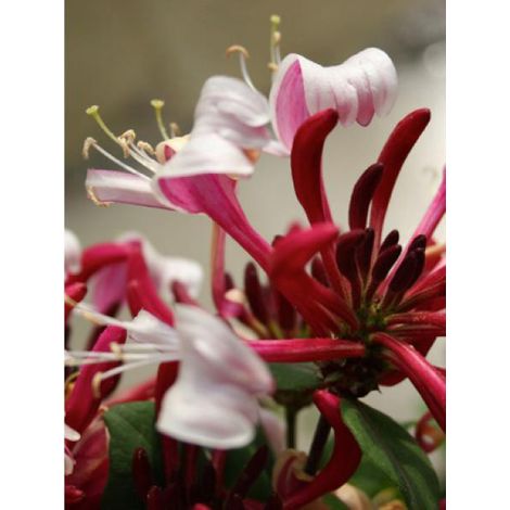 Chèvrefeuille des bois Caprilia® 'imperial' Pot de 2L/3L (1/2)