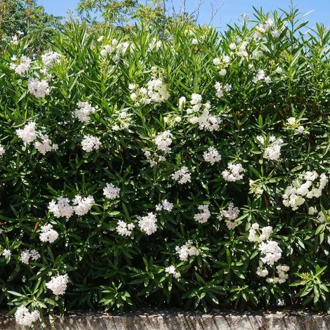 Oleandro a cespuglio Giallo "Nerium Oleander" pianta in vaso 24 cm h. 100/150 cm Giallo - Select 1: Bianco