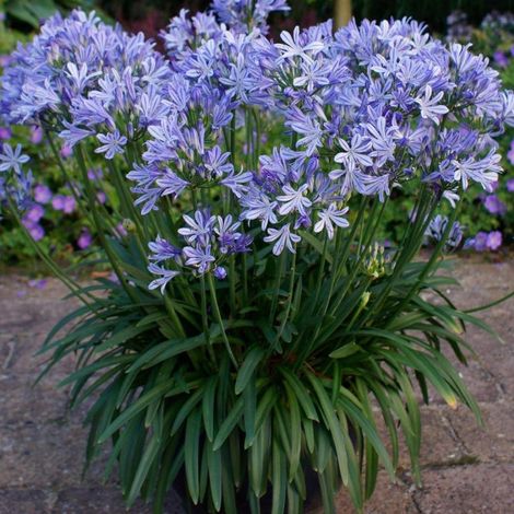 Agapanthe Charlotte®/Lot de 5 godets (1/3)