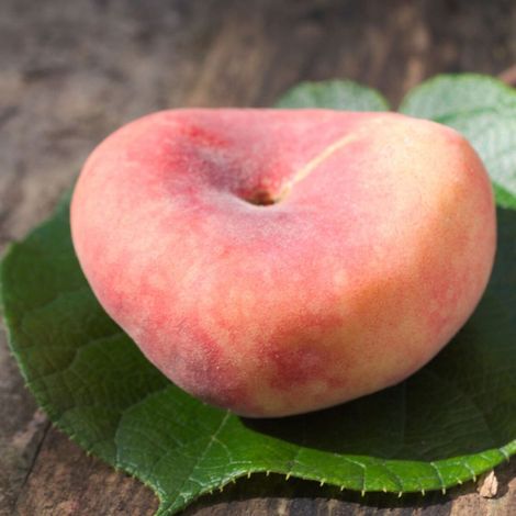 Pêcher Saturne® 'Bailou' – Arbre fruitier autofertile – Hauteur à maturité moyenne – Fleurs roses au printemps – Pêches sucrées et parfumées – Clematite.Net (1/5)