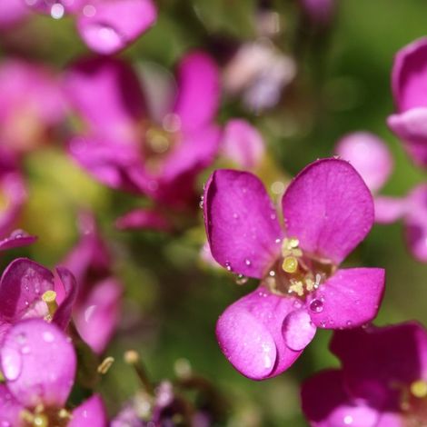 3 Arabettes du Caucase 'Rosea' (Arabis caucasica 'Rosea')