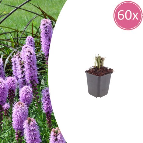 60x Liatris spicata - Liatride à épis - Plante Vivace à Fleurs Rose Violacé - Pots Ø9 cm - 10-25 cm - PANGIVO (1/5)