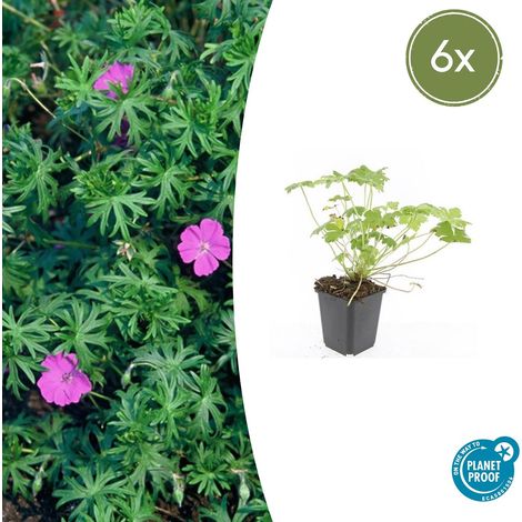 Lot de 6 Géraniums Vivaces 'Tiny Monster' Fleurs Bleu Profond Couvre-sol Pot Ø9cm H10-25cm - PANGIVO (1/5)