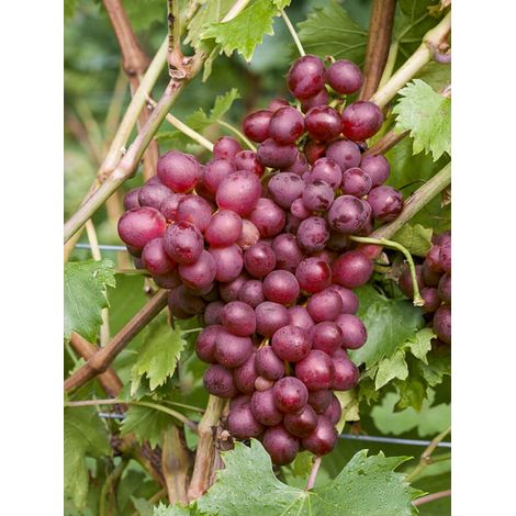 Vigne 'Vanessa' Pot de 2L/3L (1/2)