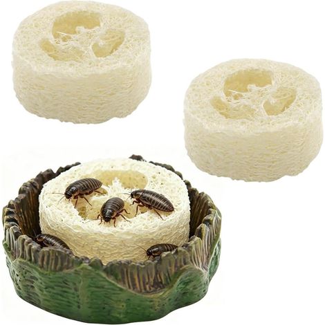 Dispensador de Comida para Cucarachas, Bebedero y Comedero para Reptiles con Lufa, Tazón de Comida para Terrario destinado a terrarios con isópodos, arañas, gecos, colémbolos y cucarachas. (1/5)
