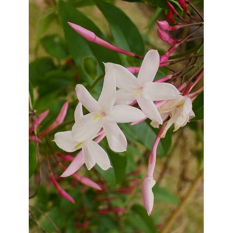 Jasmin rosé d'hiver Pot de 2L/3L (1/4)