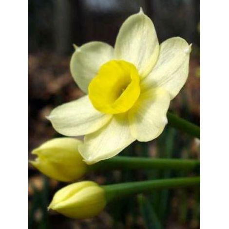 Narcisse 'Minnow' Bulbe calibre 10/12 (par 15) (1/2)