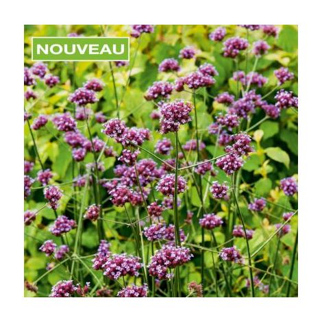 Verbena Bonariensis - Plantes vivaces