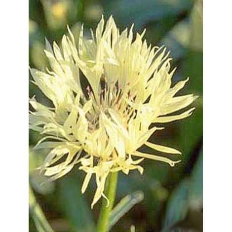 Bleuet, Barbeau des montagnes 'Sulphurea' Godet de 8/9 cm (1/2)