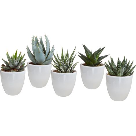 Lot de 5 Plantes Grasses Gasteria et Haworthia, Succulentes en Pots Blancs, Ø 5,5 cm - PANGIVO (1/5)