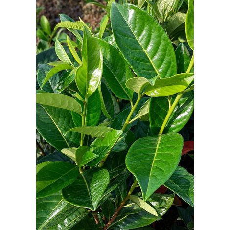 Gardenaria Prunus Laurocerasus 'Novita' - Arbusto ornamentale da giardino - Altezza: 40/60 cm (vaso19) (1/2)