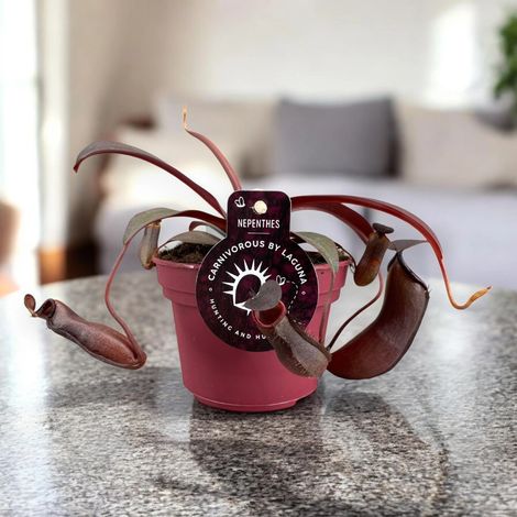 Gardenaria Nepenthes 'Rebecca' - Pianta da interno ornamentale - Altezza: 17 cm (vaso 12) (1/5)