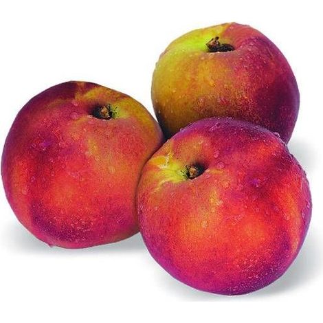Nectarinier nain Nectarinette - Nains de jardins®/Pot de 5L - 40/80 cm (1/5)