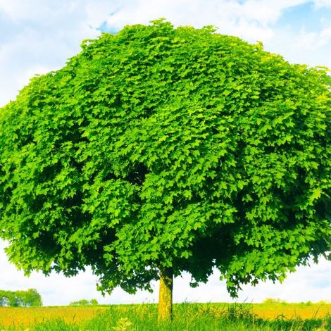 Pépinières Naudet – Érable plane (Acer platanoides) – Arbre à feuillage dense – Adapté à tous types de sols – Taille 15/30cm – Pour parcs et jardins