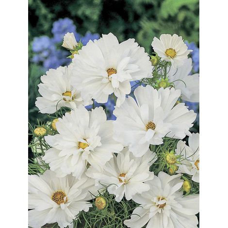 Cosmos 'Psyché White' le sachet de 100 graines (0,5g)