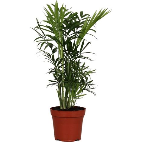 Chamaedorea Elegans Palmier Nain d’Intérieur Feuillage Vert pour Mi-Ombre Pot Ø12 cm Hauteur 40 cm - PANGIVO (1/4)
