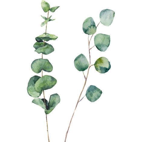 Tableau nature aquarelle feuilled' eucalyptus Toile imprimée
