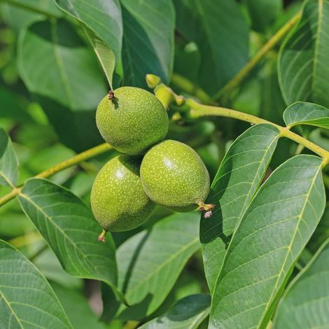 3 cuttings - Juglans regia (Common walnut) edible