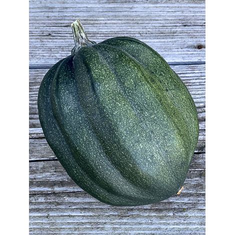Courge 'Cornue d'hiver' le sachet de 20 graines (1g) (1/2)