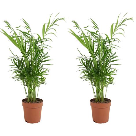 Bloomique - Lot de 2 - Chamaedorea Elegans - Palmier nain du Mexique - Plantes d'intérieur - Purificateur d'air - Respectueux des animaux - Facile d'entretien - Hauteur 35-45 cm - Pot 12 cm