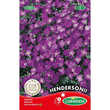 Graines Aubrieta HENDERSONII (1/2)
