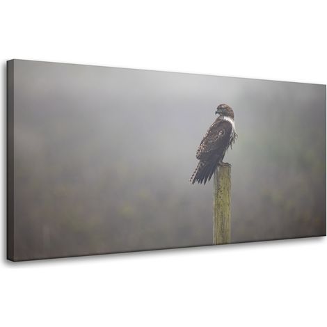 Leinwanddruck Tiere Vogel Falke 80x40 cm
