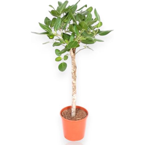 Gardenaria Ficus benghalensis - Pianta da interno ornamentale - Altezza: 100 cm (vaso 27)