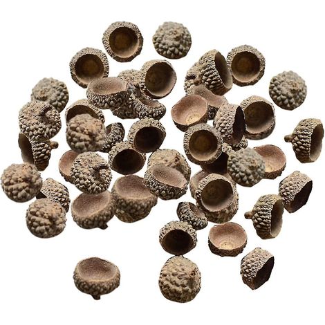 100x Glands naturels, véritables cupules de glands rustiques, pour décorer vases, maison, bricolage, Noël, cuisine, automne, table, accessoires photo, cupules de glands naturels (1/5)