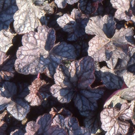 3 Heuchères 'Cascade Down' (Heuchera Cascade Down) (1/5)
