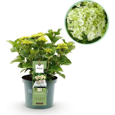 Hortensia Hydrangea Magical Noblesse Blanc, Plante de Jardin et Terrasse, 6-10 Fleurs, Pot 23 cm - PANGIVO (1/5)
