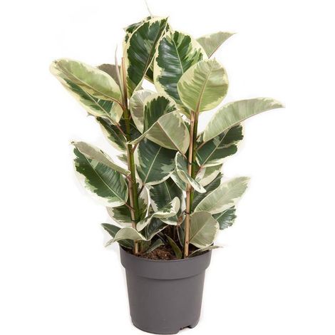 Ficus Elastica Tineke Plante d’Intérieur Feuillage Panaché Pot 27 cm Hauteur 100 cm - PANGIVO