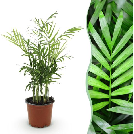 Chamaedorea elegans Plante d'Intérieur Palmier de Montagne Dépolluante Vert Pot 12 cm H 15 cm - PANGIVO (1/5)