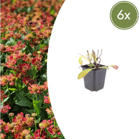 Lot de 6 Helenium 'Moerheim Beauty' Plantes Vivaces Fleurs Jaune et Orange 10-25 cm - PANGIVO (1/5)